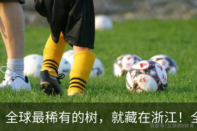 全球最稀有的树，就藏在浙江！全球仅剩一株，警卫365天日夜看守