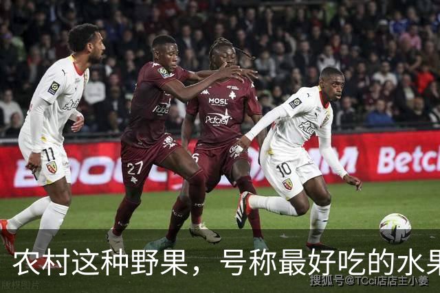农村这种野果，号称"最好吃的水果"！插土就活，院子种几颗吃不完